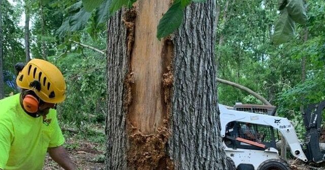 Arborist checking soil moisture around a newly planted tree in Tupelo, MS A young tree with a proper watering basin to support early root establishment