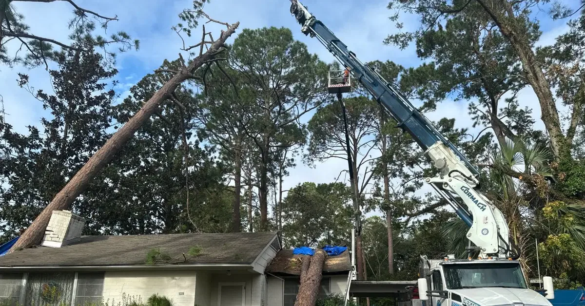 Emergency Tree Service
