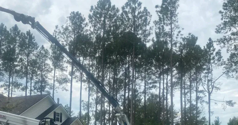 Common North Mississippi oak tree with a healthy canopy after proper seasonal care