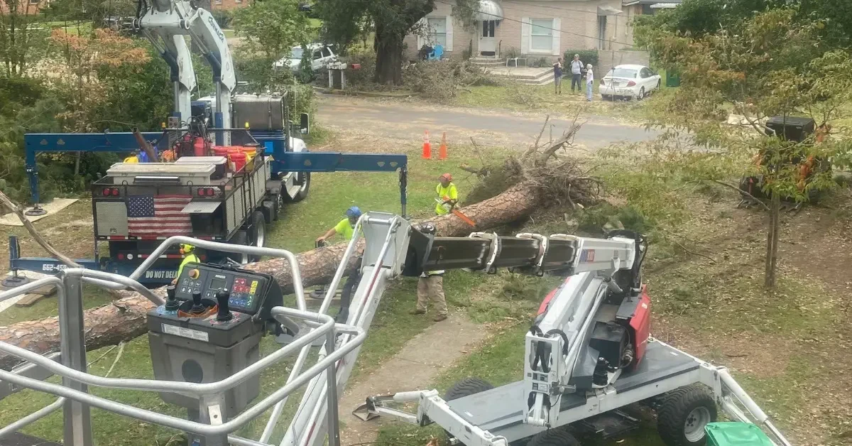 Does Tupelo, MS, Require a Permit for Tree Removal?