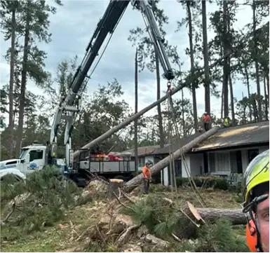 Tree care technician performing professional tree service in Ecru, MS