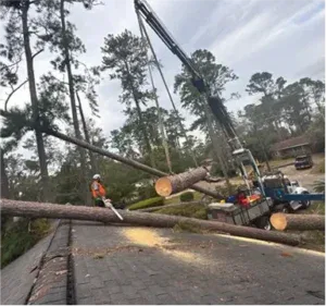 Certified team performing tree service in Verona, MS - removal and stump grinding on residential lot