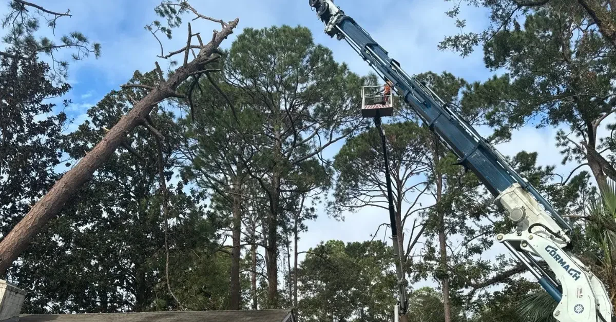 tree trimming near me Tupelo, MS, certified arborist pruning a large sweetgum tree in a Tupelo backyard with proper safety gear