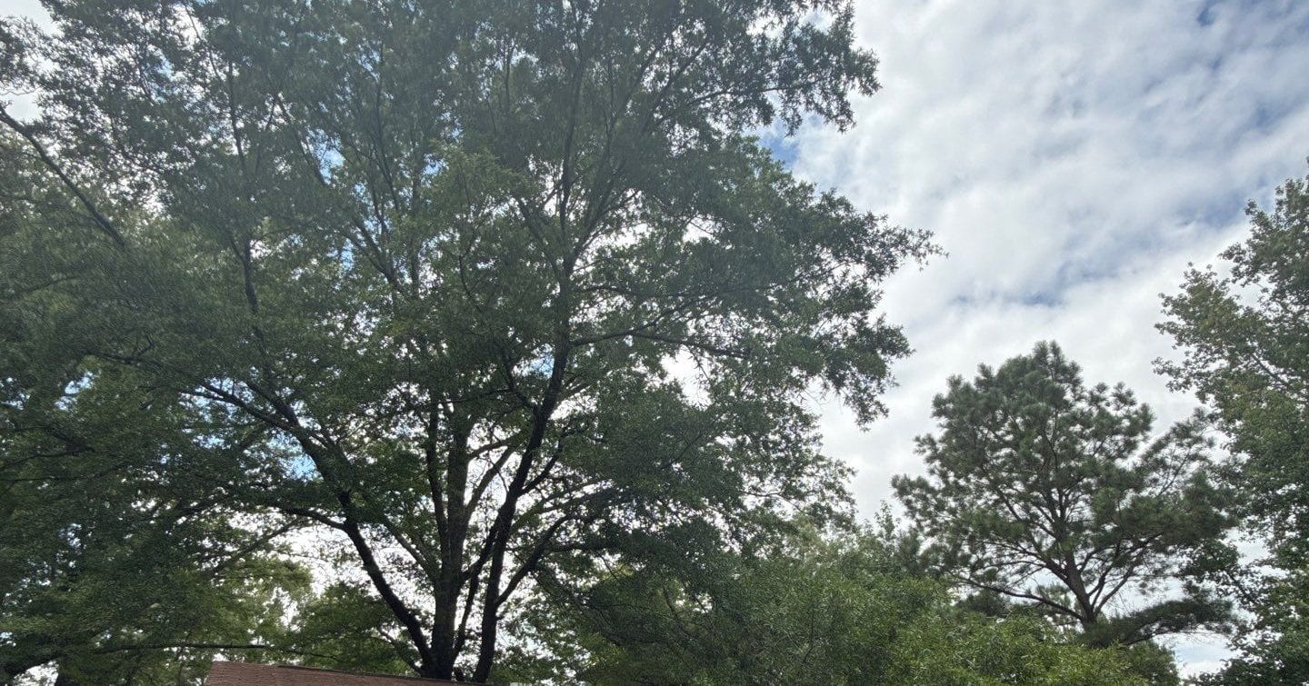 Common Tree Issues in North Mississippi