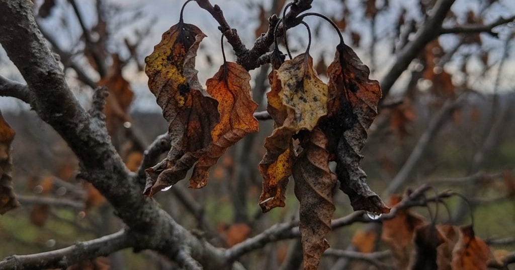 How to Tell If Your Tree Is Dying and What to Do About It