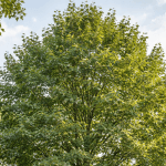Mature sweetgum tree in a North Mississippi residential landscape