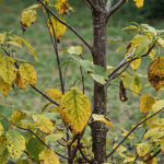 Tree showing poor growth and stress in heavy clay soil in North Mississippi