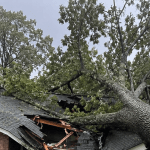 Large oak tree resting on a residential roof in Tupelo, MS after a storm.