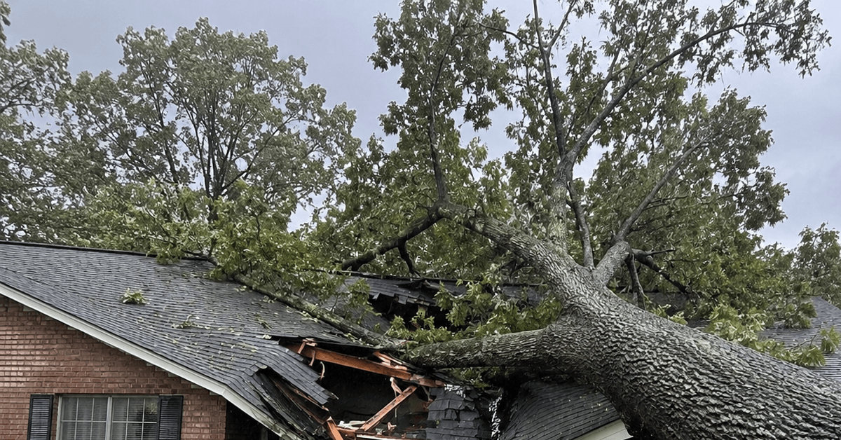 Large oak tree resting on a residential roof in Tupelo, MS after a storm.