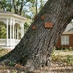 Leaning oak tree near home in Tupelo Mississippi