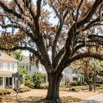 summer heat stress North Mississippi, heat‑stressed trees Tupelo MS, leaf scorch on trees, drought‑stressed trees Mississippi, Garrison McKinney Tree Service Tupelo, deep‑root watering and mulching