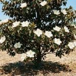 Southern Magnolia tree with large white blooms in a Mississippi landscape