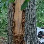 Arborist checking soil moisture around a newly planted tree in Tupelo, MS A young tree with a proper watering basin to support early root establishment