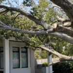 Bark Peeling, Cracks & Cankers: What They Reveal About Tree Health