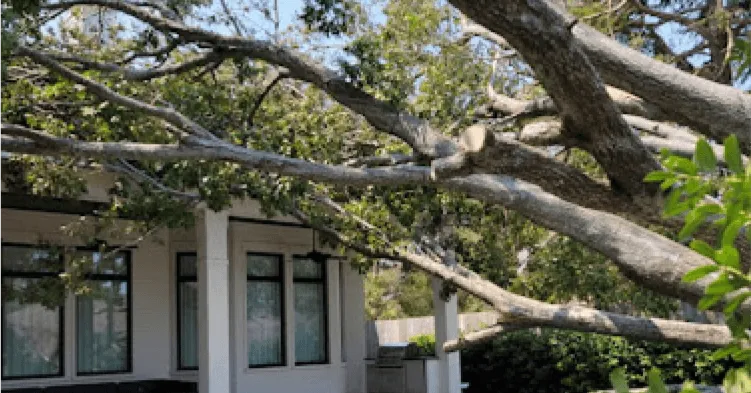 Bark Peeling, Cracks & Cankers: What They Reveal About Tree Health