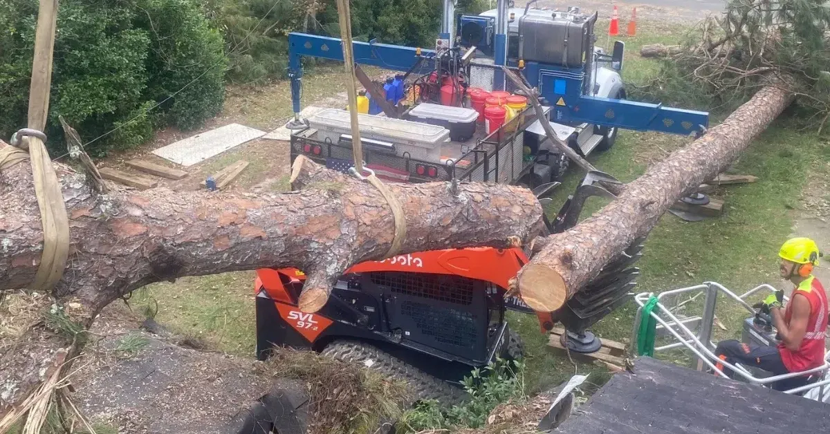 Tree Removal Cost in Tupelo, MS