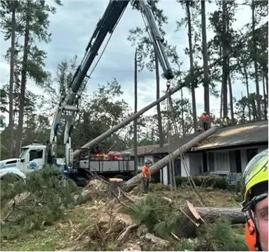 Tree care technician performing professional tree service in Ecru, MS