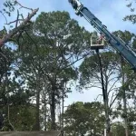tree trimming near me Tupelo, MS, certified arborist pruning a large sweetgum tree in a Tupelo backyard with proper safety gear