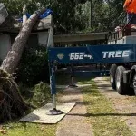 Affordable Tree Service: A Complete Guide for Tupelo Homeowners