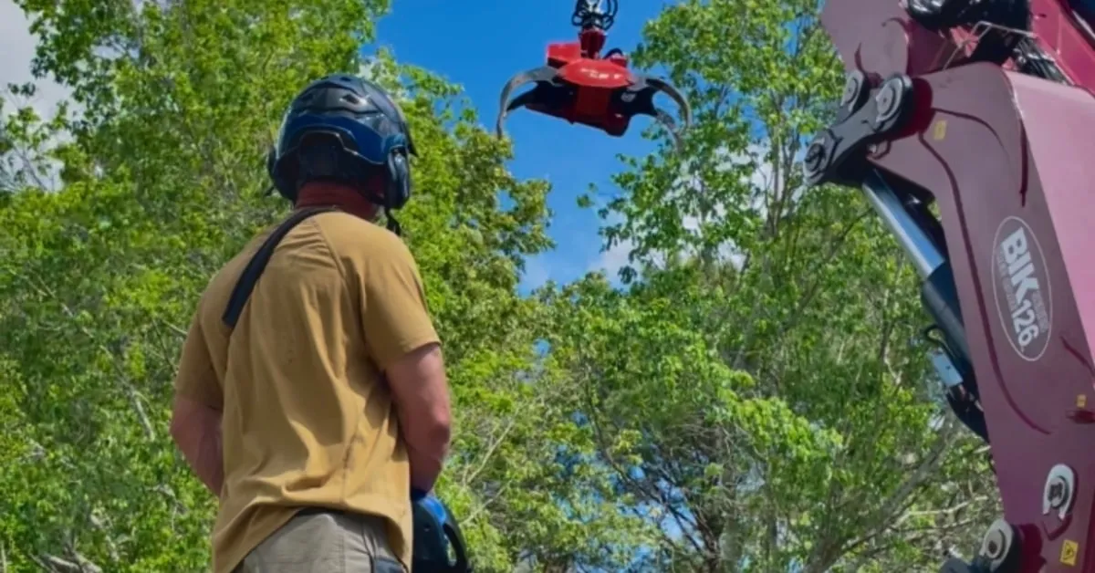 Certified arborist inspecting healthy tree canopy during spring in Tupelo, MS