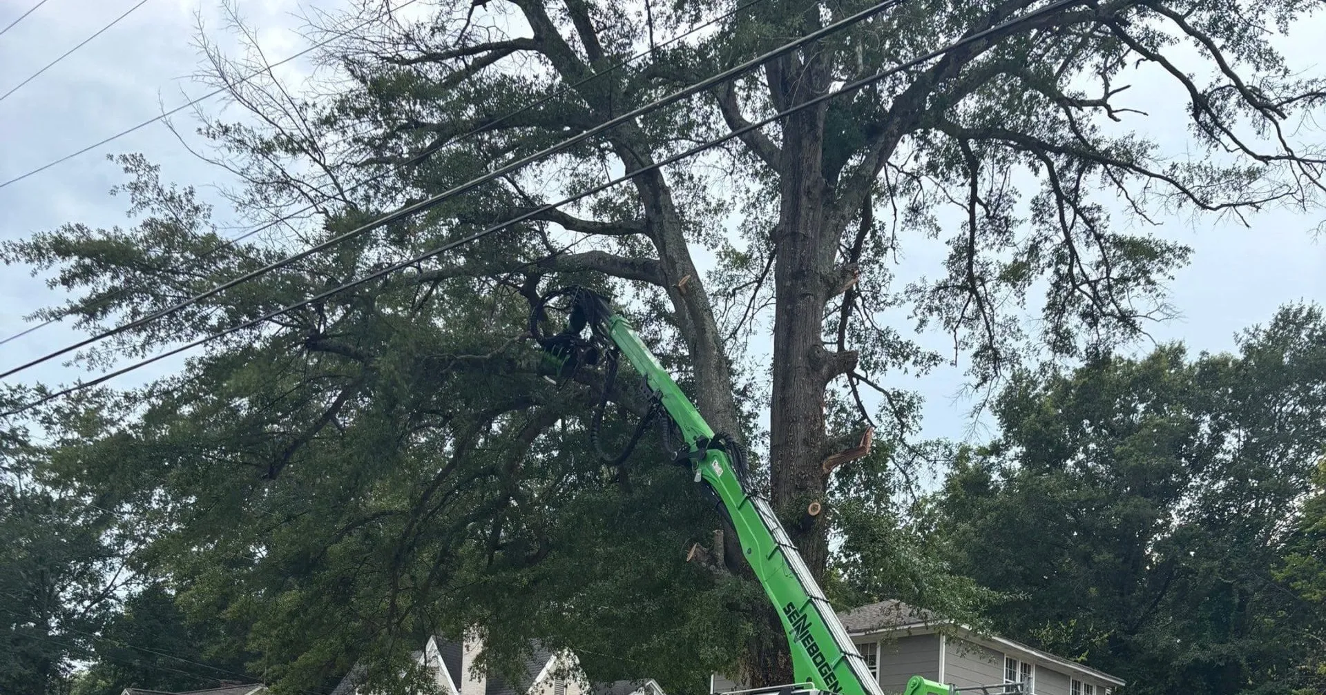 The Best Time to Prune Trees in North Mississippi