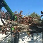 Arborist staking a leaning young tree in a Tupelo yard after heavy rain