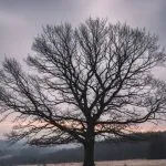 Dormant Pruning Explained: Why It Helps Trees Grow Better in Spring