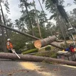 Tree removal crew cutting down a decaying oak