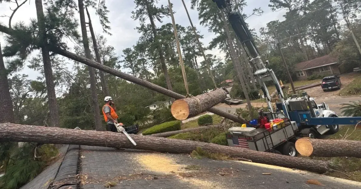 Tree removal crew cutting down a decaying oak