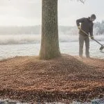 Winter Tree Mulching