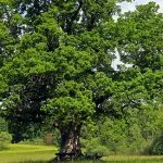 Oak trees are large deciduous trees